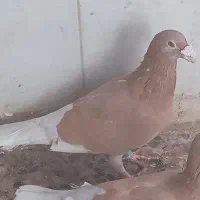 یاهویاکاغذی