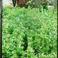 باغبان|خدمات باغبانی و درختکاری|آبادان, |دیوار