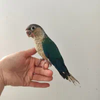 خرید فروش طوطی گرینچیک راهب کاسکو اکلکتوس خورشیدی|پرنده|تهران, صاحب الزمان|دیوار