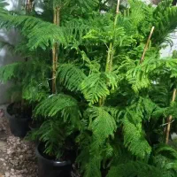 گلکده آیلار|گل و گیاه طبیعی|فردوس (خراسان), |دیوار