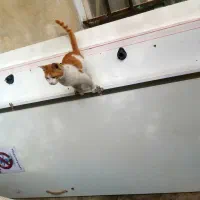ویترین باز شده