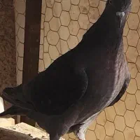 سه کفتر پرشی فوق عالی