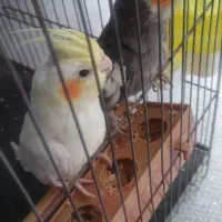 یک جفت عروس هلندی نر و ماده جوجه  دو ماهه دون خور