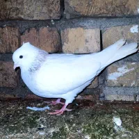 طوقی مسی طوقی زرد