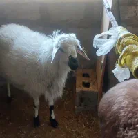 فروش میش چند قلو زا افشاری آبستن|حیوانات مزرعه|آسارا, |دیوار