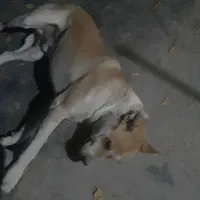 سگ گمشده|سگ|کامیاران, |دیوار