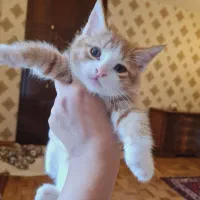 امور منزل و امور گربها|استخدام سرایداری و نظافت|هشتگرد, هشتگرد قدیم|دیوار