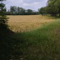 برنج هاشمی آستانه|خوردنی و آشامیدنی|اسلامشهر, مظفریه|دیوار