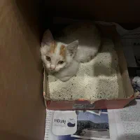 من یه پسر دوماهه هستم/DSH|گربه|رشت, کاکتوس|دیوار