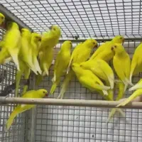 عروس هلندی برمیدارم در همه رنگ و سن
