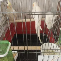 جفت لوتینو مولد با جوجه