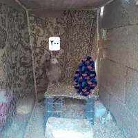 ۵ عدد کبوتر|پرنده|جرقویه, |دیوار