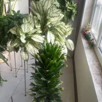 تعدادی گل آپارتمانی|گل و گیاه طبیعی|فردیس, فردیس|دیوار