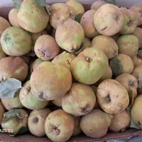 بِه باغی ارگانیک|خوردنی و آشامیدنی|مبارکه, |دیوار