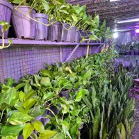 حراج پتوس ۱۲۰ تومن