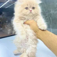 گربه پرشین سوپرفلت چشم آبی ۲ ماهه