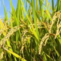 برنج درجه یک بهنام