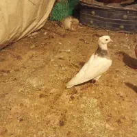 کبوترطوقی|پرنده|محمدشهر, ولدآباد|دیوار