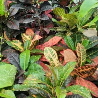 سانسوریا ، پتوس ، سرخس ،کروتون