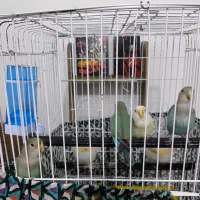 ۳ تا طوطی برزیلی رنگ خاص|پرنده|چمران, |دیوار