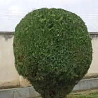 اراعه انواع کار باغبانی