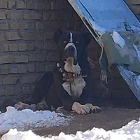 سگ نگهبان و گلگی