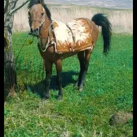 اسب. ۶. ساله