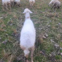 گوسفند داشتی و گوشتی