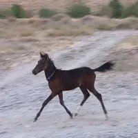 باسلام کره نریان ۴ماهه پدر مادر یورقه