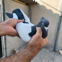 تعدادی کبوتر رنگی کار درست|پرنده|اندیشه, اندیشه فاز ۴|دیوار