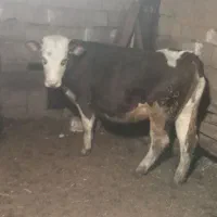 گوساله ماده|حیوانات مزرعه|حسین آباد, |دیوار