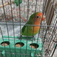 طوطی برزیلی وارداتی