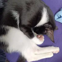 گربه ۵ ماهه|گربه|کاشان, فاز ۲ ناجی آباد|دیوار