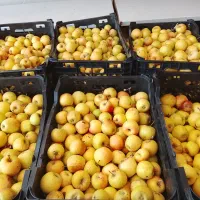 سیب ابگیری|خوردنی و آشامیدنی|قم, شهر قائم|دیوار