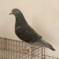 پرنده مسافت بلند|پرنده|اهواز, کوی آزادی|دیوار