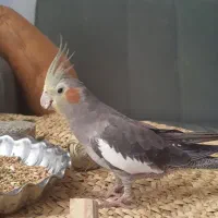 عروس هلندی پیدا شده