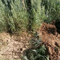 زمین کشاورزی و باغ|فروش دفتر صنعتی، کشاورزی، تجاری|حسن آباد, |دیوار