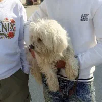 سگ پا کوتاه و بازیگوش|سگ|ارومیه, |دیوار