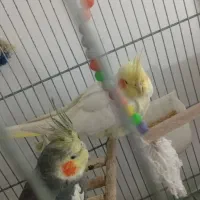 عروس هلندی|پرنده|قم, شهر قائم|دیوار