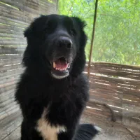 سگ قهدریجونی