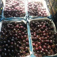 میوه سفارش مجالس با حداقل قیمت و کیفت بالا ارسال