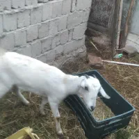 کهره.فروشی.