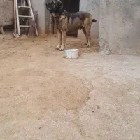 سرابی ۳ ساله  حیون خوبیه برایه نسل گشی وگله داری