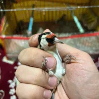 سهره|پرنده|شیراز, قالیشویی|دیوار