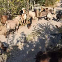 فروش بز وبزغاله|حیوانات مزرعه|مرند, |دیوار