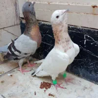 کفتر قره مامی غول‌پیکر