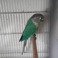 پرنده طوطی گرینویچک تراکوسیس|پرنده|قشم, |دیوار