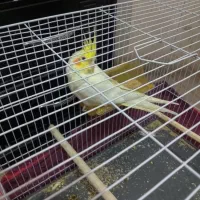 عروس هلندی همراه با قفس