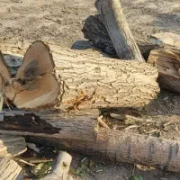 خرید چوب باغات|خدمات باغبانی و درختکاری|چناران, |دیوار