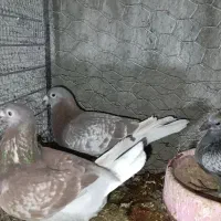 قوره ای|پرنده|بیرجند, |دیوار